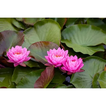 Best Lotus Flower